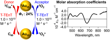 Graphical abstract: Sensitization experiments of ultrasmall gold nanoclusters: determination of triplet quantum yields and molar absorption coefficients