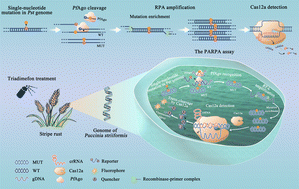 Graphical abstract: Pyrococcus furiosus Argonaute-mediated dual recognition enables the detection of trace single-nucleotide-mutated fungicide-resistant fungal pathogens