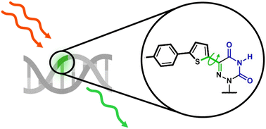 Graphical abstract: Ultrasensitive detection of a responsive fluorescent thymidine analogue in DNA via pulse-shaped two-photon excitation