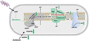 Graphical abstract: Unveiling the mechanisms of black phosphorus nanosheets-induced viable but non-culturable state in Bacillus tropicus