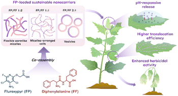 Graphical abstract: Sustainable nanocarriers fabricated via a dipeptide-based co-assembly approach for enhancing the delivery and translocation of herbicides