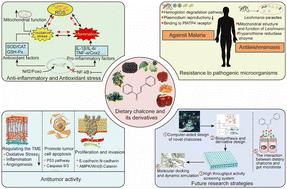 Graphical abstract: Biological effects and mechanisms of dietary chalcones: latest research progress, future research strategies, and challenges