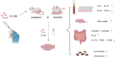 Graphical abstract: Impact of maternal Lactiplantibacillus plantarum S58 supplementation on offspring rat immunity and gut health