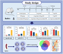 Graphical abstract: Polyphenol oxidase cross-linking enhances whey protein-induced systemic food allergy by regulating miRNA in CD4+ T cells