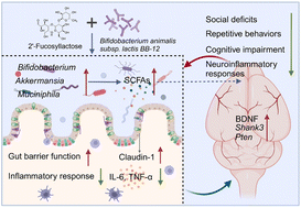 Graphical abstract: Synbiotic combination of 2′-fucosyllactose and Bifidobacterium mitigates neurodevelopmental disorders and ASD-like behaviors induced by valproic acid