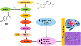 Graphical abstract: Vanillin alleviates oxidative stress-mediated neuronal pyroptosis induced in rats by isoproterenol via SIRT1/NOX4/ROS/TXNIP/NLRP3 signaling pathway