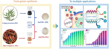 Graphical abstract: Biosynthesis of ZnO nanoparticles using aqueous extracts of Eclipta prostrata and Piper longum: characterization and assessment of their antioxidant, antibacterial, and photocatalytic properties