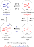 Graphical abstract: Orthovanadate cofactor chemistry of marine bromoperoxidases