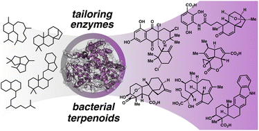 Graphical abstract: The role and mechanisms of canonical and non-canonical tailoring enzymes in bacterial terpenoid biosynthesis
