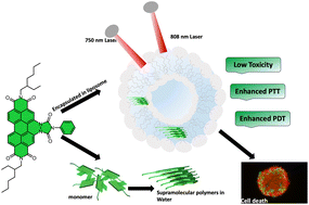 Graphical abstract: Self-assembly induced dual-wavelength active photothermal and photodynamic therapies using a near-infrared triimide dye nanoformulations