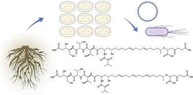 Graphical abstract: Discovery of megapolipeptins by genome mining of a Burkholderiales bacteria collection
