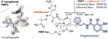 Graphical abstract: Structural basis of Pseudomonas aeruginosa penicillin binding protein 3 inhibition by the siderophore-antibiotic cefiderocol