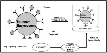 Graphical abstract: Retracted Article: Review on novel targeted enzyme drug delivery systems: enzymosomes