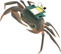 Graphical abstract: Recent advances in neurotechnology-based biohybrid robots