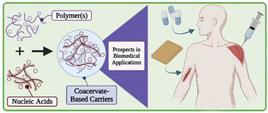Graphical abstract: Coacervation for biomedical applications: innovations involving nucleic acids