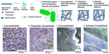 Graphical abstract: Active and passive crosslinking of cytoskeleton scaffolds tune the effects of cell inclusions on composite structure