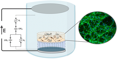 Graphical abstract: Multi-layered electrode constructs for neural tissue engineering
