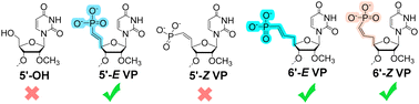 Graphical abstract: Expanding the binding space of argonaute-2: incorporation of either E or Z isomers of 6′-vinylphosphonate at the 5′ end of the antisense strand improves RNAi activity