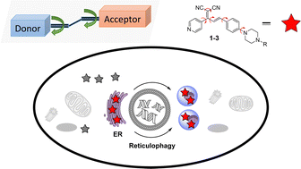 Graphical abstract: Dynamic visualization of endoplasmic reticulum viscosity in living cells with a multirotor-based fluorescent probe
