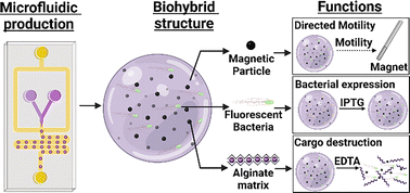 Graphical abstract: Microfluidic generation of bacterial biohybrids for magnetic guidance and content release