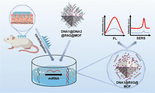 Graphical abstract: In situ enrichment and ultrasensitive analysis of interstitial fluid miRNA enabled by hydrogel microneedles coupled with DNA-gated metal–organic frameworks