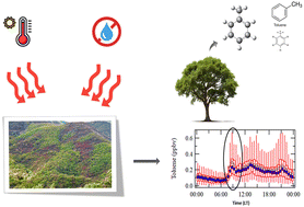 Graphical abstract: Toluene early morning peaks as potential biogenic stress signals of Mediterranean forests