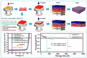 Graphical abstract: Freezing the p–i–n interlayer with a symmetric phenolic compound to achieve favorable vertical morphology and efficient pseudo-planar heterojunction organic solar cells with excellent stability