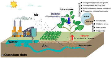 Graphical abstract: Plant enrichment effects of quantum dots in agroecosystems: a double-edged sword
