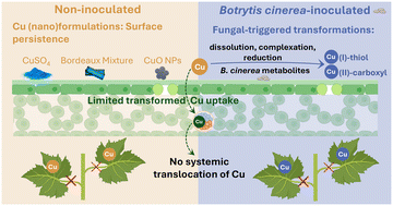 Graphical abstract: Evidence of copper (nano)formulation biotransformations triggered by Botrytis cinerea on grapevine leaves for targeted plant protection