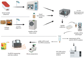 Graphical abstract: Exploring tarhana's prebiotic potential using different flours in an in vitro fermentation model