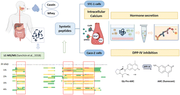 Graphical abstract: Milk peptides found in human jejunum induce enteroendocrine hormone secretion and inhibit DPP-IV