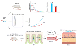 Graphical abstract: Collagen peptides promote skin collagen synthesis by modulating the gut microbiota and activating the TGF-β pathway