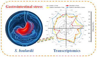 Graphical abstract: Transcriptomic combined physiological analysis illuminated the gastrointestinal stress mechanism of Saccharomyces boulardii