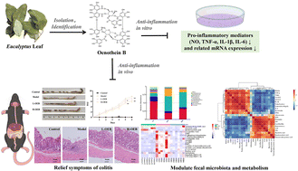 Graphical abstract: In vitro and in vivo anti-inflammatory activity of oenothein B from Eucalyptus leaves and its amelioration mechanism on colitis in mice by regulating fecal microbiota and metabolism