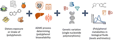 Graphical abstract: The impact of single nucleotide polymorphisms on the absorption, distribution, metabolism, and excretion of dietary (poly)phenols: a critical systematic review