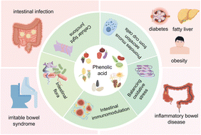 Graphical abstract: The effects of phenolic acid supplementation on intestinal barrier function: a review