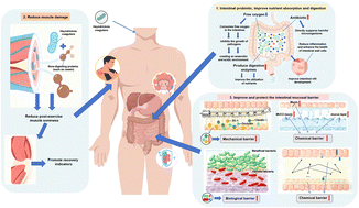 Graphical abstract: Heyndrickxia coagulans as a next-generation probiotic: current evidence and future perspectives