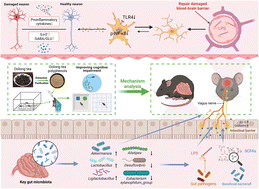 Graphical abstract: Oolong tea polyphenols alleviate cognitive impairment in sleep-deprived mice through the microbiota–gut–brain axis