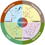 Graphical abstract: Empowering molecular complexity via biocatalysis: emerging blueprints in the total synthesis of medicinally relevant natural products
