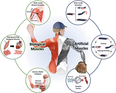 Graphical abstract: Empowering artificial muscles with intelligence: recent advancements in materials, designs, and manufacturing