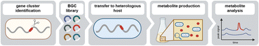 Graphical abstract: Streptomyces as a versatile host platform for heterologous production of microbial natural products