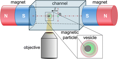 Graphical abstract: Magnetically driven lipid vesicles for directed motion and light-triggered cargo release