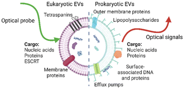 Graphical abstract: Advances in multivariate analysis of extracellular vesicles using visible light-based analytical methods