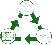 Graphical abstract: Designing catechol-poly(ethylene terephthalate) as a depolymerizable adhesive for PET packaging