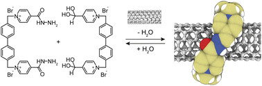 Graphical abstract: Extended white-box cyclophanes for the synthesis of mechanically interlocked derivatives of single-walled carbon nanotubes in water