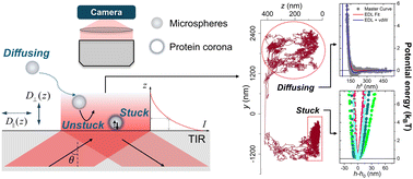 Graphical abstract: Exploring the protein corona-mediated near-wall confined motion of micro-carriers via total internal reflection microscopy