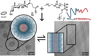 Graphical abstract: Structural interplay in block copolymer-bile salt complexes: from globules to ribbons