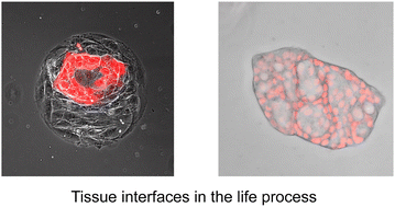 Graphical abstract: Interface morphodynamics in living tissues