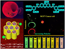 Graphical abstract: Phenoxazine-based ambipolar luminescent room-temperature liquid crystals capable of being used in bioimaging applications