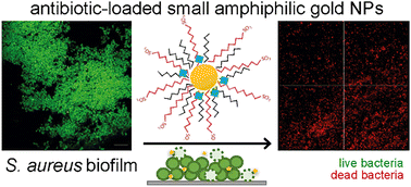 Graphical abstract: Antimicrobial applications of amphiphilic gold nanoparticles for antibiotic delivery